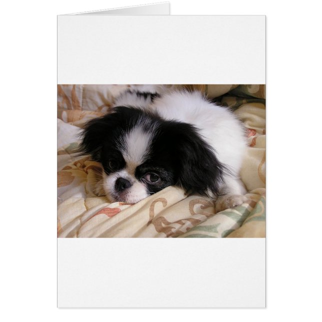 Cartão Cãozinho_chin (Frente)