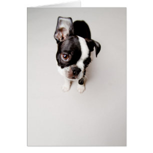 Cartão Cãozinho Edison Boston Terrier.