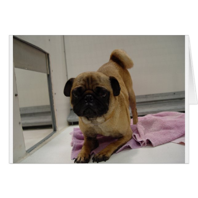 Cartão cãozinho.png (Frente Horizontal)