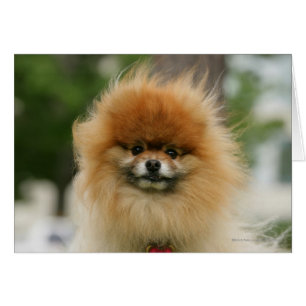 Cartão Capa da Pomerânia olhando para a câmera