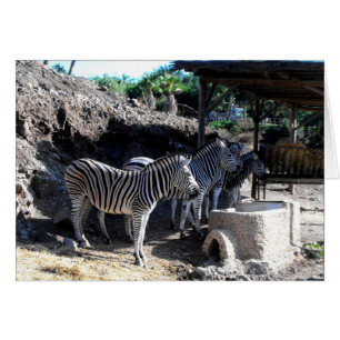 Cartão Capelas Zebras