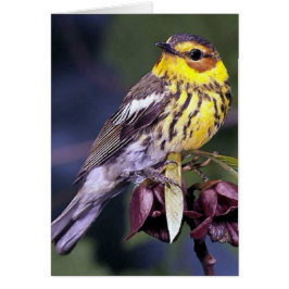 Cartão Capetel May Warbler Bird Gifts