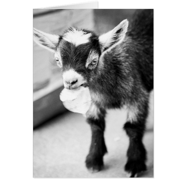 Cartão Capim para mascar (Frente)