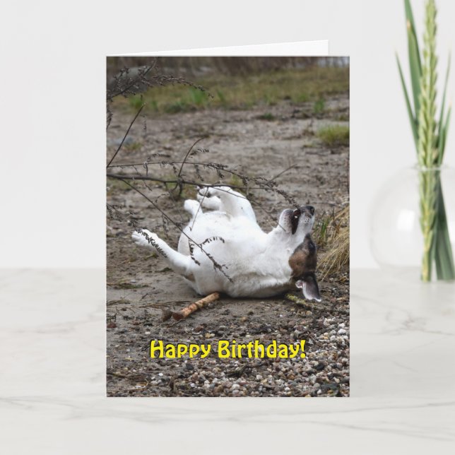 Cartão Capo von Oppenheim Jack Russell Terrier, Cão (Frente)