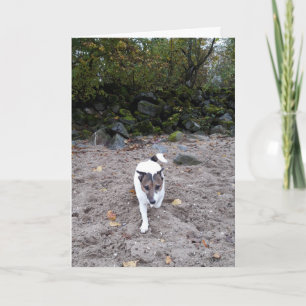 Cartão Capo von Oppenheim Terrier Jack Russell, Cão