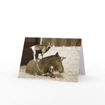 Caprino em Cavalo Paciente