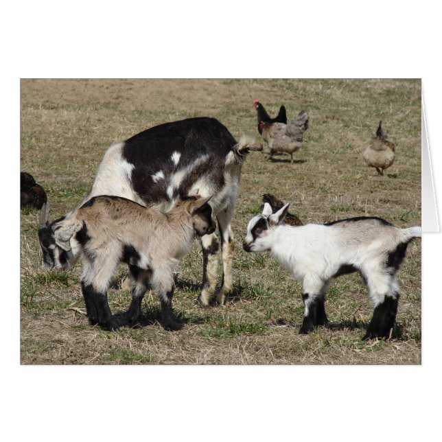 Cartão Caprinos e galinhas (Frente Horizontal)