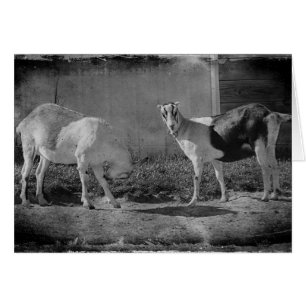 Cartão Caprinos leiteiros a preto e branco