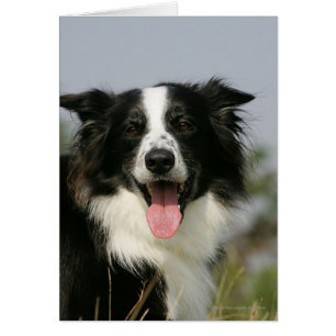 Cartão Captura de Borda Collie Panting 1
