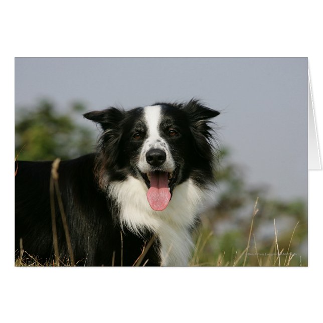 Cartão Captura de Borda Collie Panting 1 (Frente Horizontal)