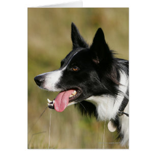 Cartão Captura de Borda Collie Panting 2