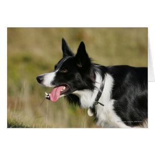 Cartão Captura de Borda Collie Panting 2