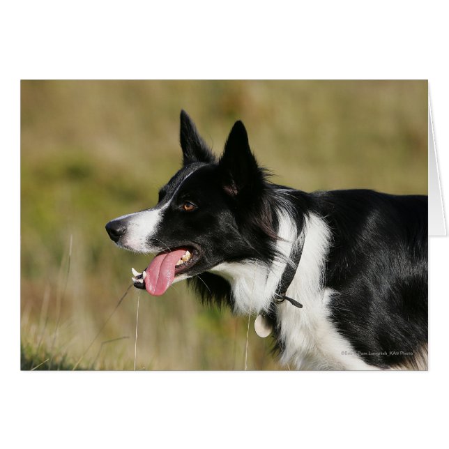 Cartão Captura de Borda Collie Panting 2 (Frente Horizontal)