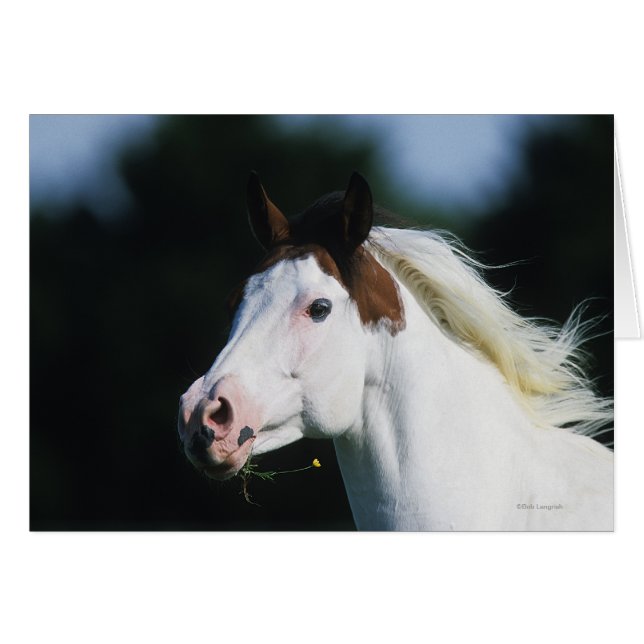 Cartão Captura de cabeça de cavalo de pintura 3 (Frente Horizontal)