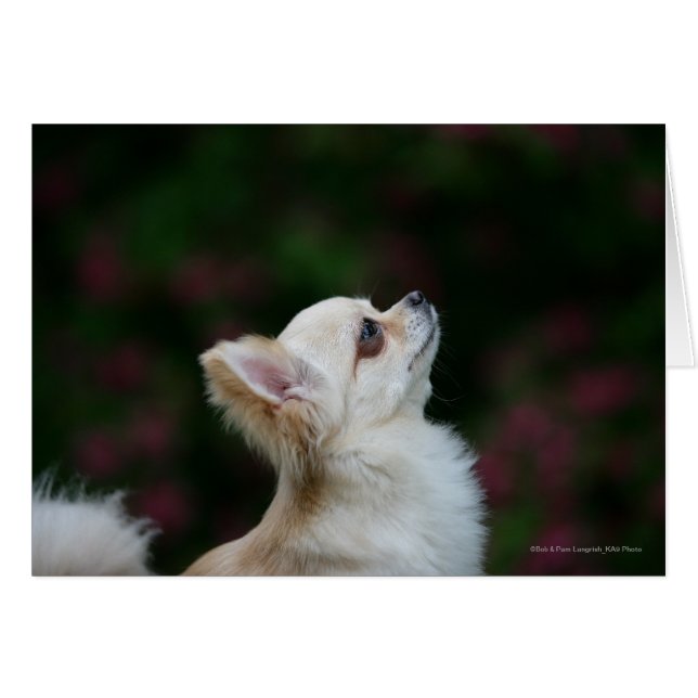 Cartão Captura de cabeça de Chihuahua de Long Haired 2 (Frente Horizontal)