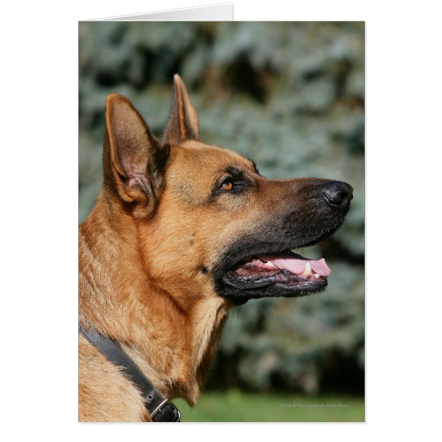 Cartão Captura de german shepherd 1 (Frente)