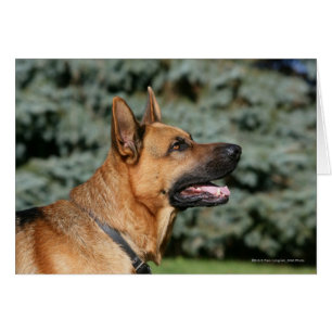 Cartão Captura de german shepherd 1