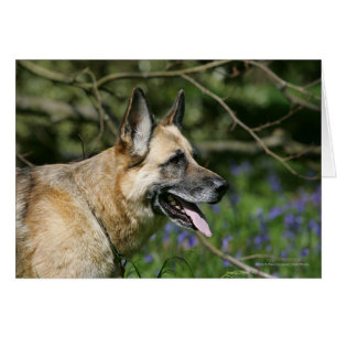 Cartão Captura de german shepherd 3