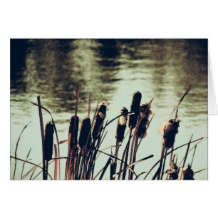 Cartão Capturas, Plantas De Pond