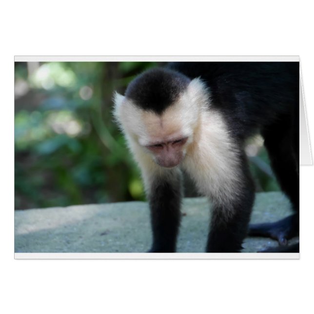 Cartão Capuchin Monkey.JPG (Frente Horizontal)