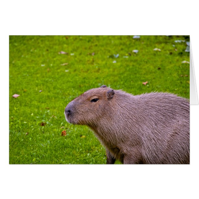 Cartão Capybara (Frente Horizontal)