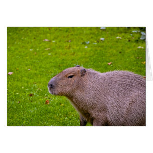 Cartão Capybara animal surpreendente