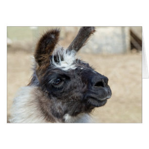 Cartão Cara da pele