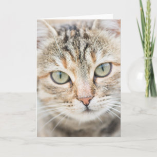 Cartão Cara de gato