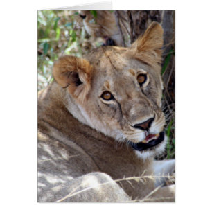 Cartão cara de leão