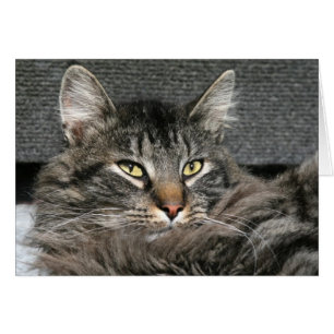 Cartão Cara do gato de racum de Maine