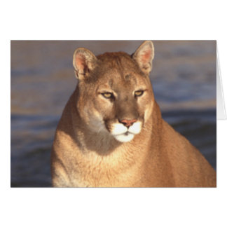 Cartão Cara do puma