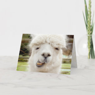 Cartão Cara engraçada da alpaca