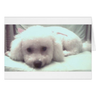 Cartão Cara triste de filhote