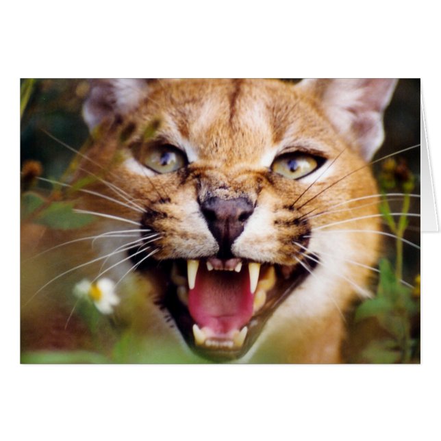 Cartão CaracalSassy (Frente Horizontal)