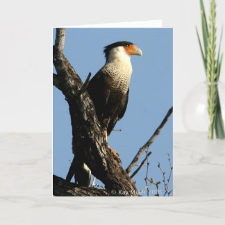 CARTÃO CARACARA-1-04