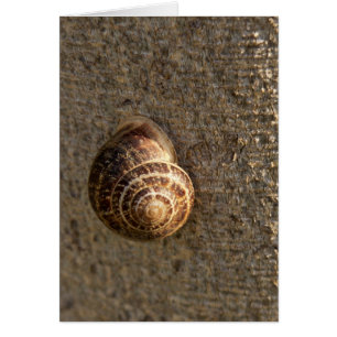 Cartão Caracol
