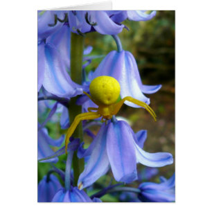 Cartão Caranguejo Amarelo/Aranha Flor