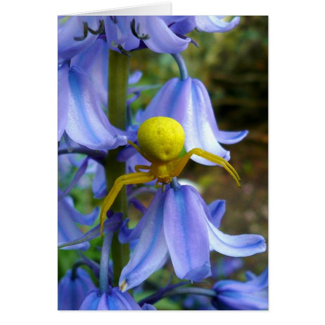 Cartão Caranguejo Amarelo/Aranha Flor (Frente)