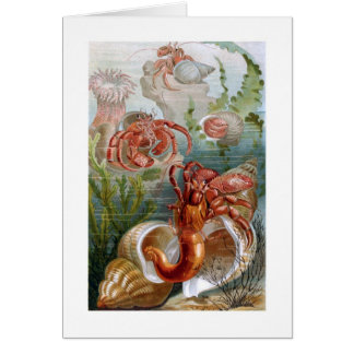 Cartão Caranguejo de eremita