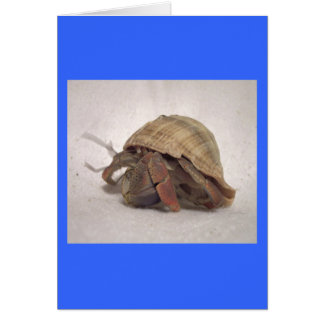 Cartão Caranguejo Hermit nº 8