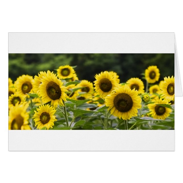 Cartão Caras de brilho (Frente Horizontal)