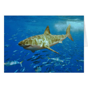 Cartão Carcharodon Carcharias - Tubarão-branco-Excelente