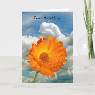 Cartão Card - greeting - Calendula on stem