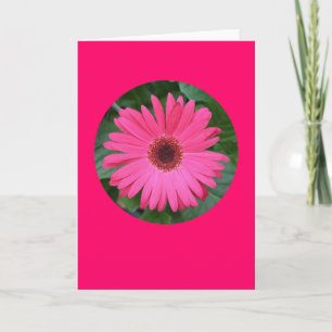 Cartão Card, "Pink Gerber Daisy in a Circle" B-1