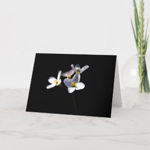 Cartão Cardamine Pratensis Flowers gcblankcn