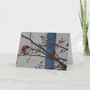 Cartão Cardeais de alimentação, aniversário feliz
