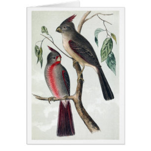 Cartão Cardeais do deserto