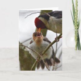 Cartão Cardeal Amarelo-faturado juvenil de alimentação