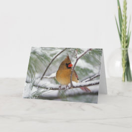 Cartão Cardeal de Norte feminino em pinheiros de neve.