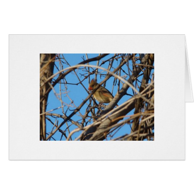 Cartão Cardeal do norte fêmea (Frente Horizontal)